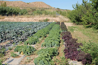 campo